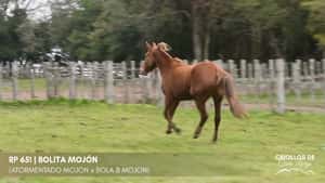 BOLITA MOJÓN — Escritorio Alori y Cia.