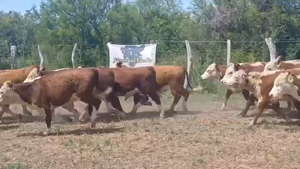  65 Terneros en Entre Ríos, Federal