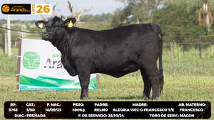  LOTE 26
