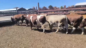  20 Novillo Gordo en Los Ángeles, VIII Región Biobío