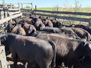  66 Terneros/as en Buenos Aires, Necochea