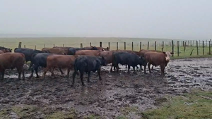  100 Novillos 1 a 2 años