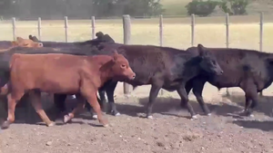  75 TERNS. MACHOS Y HEMBRAS, CNEL. SUAREZ, BS. AS