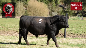  1 Toro