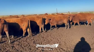  120 Vacas nuevas Preñadas