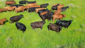  34 Vacas C/ gtia de preñez