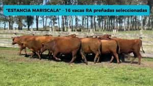 VACAS RED ANGUS PREÑADAS SELECCIONADAS — Escritorio Dutra LTDA.
