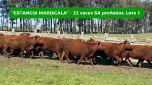 VACAS RED ANGUS SA PREÑADAS (LOTE 1) — Escritorio Dutra LTDA.