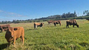  50 Novillo Engorda en Vilcún, IX Región Araucanía