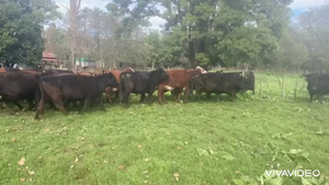  73 Vacas CUT preñadas