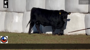  1 Toro