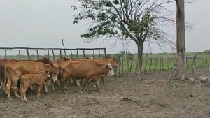  25 Vacas CUT con cría en San José de Feliciano, Entre Ríos