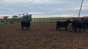  85 Vaquillonas C/ gtia de preñez