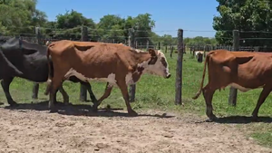  50 Vacas de invernar