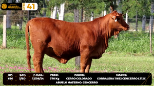  LOTE 41