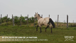 RAYO DE LUNA DE LA PASTORIL — Escritorio Alori y Cia.
