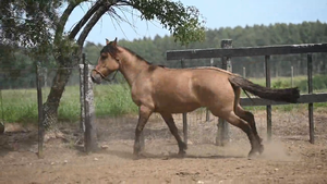  EL  GAVILÁN  PULPA  de  TOMATE