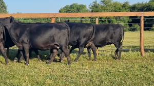  17 Vacas nuevas Preñadas