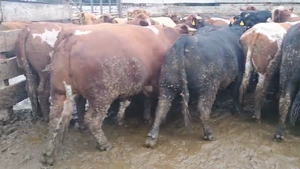  40 Novillo Gordo en Los Ángeles, VIII Región Biobío