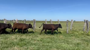  65 Terneras en Corrientes, Goya