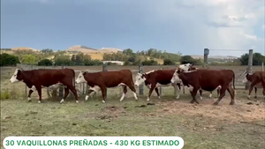  30 Vaquillonas Preñadas