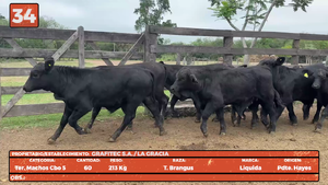  LOTE 34