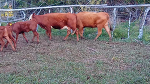  10 Vacas con Cría  en Corrientes, Mocoretá