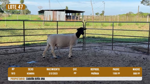 LOTE 47 - DESTACADO