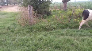  19 Terneras Holando Argentino en Brinkmann, Córdoba