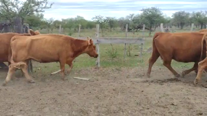  30 Vacas CUT preñadas en Los Conquistadores, Entre Ríos