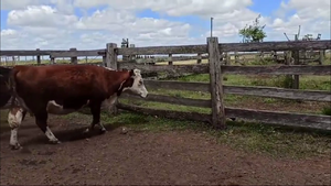  VACAS PREÑADAS