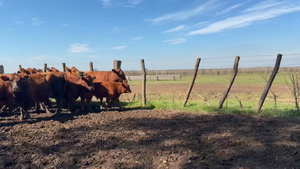  30 Vacas nuevas C/ cria AL CTE 