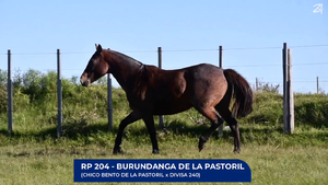  Burundanga de La Pasotril