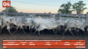  LOTE 4