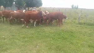  65 Terneros en Corrientes, Monte Caseros