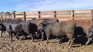  40 Vaquilla Gorda en Los Ángeles, VIII Región Biobío