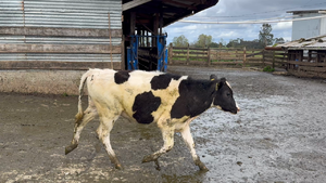  20 Ternero en Puerto Varas, X Región Los Lagos