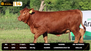  LOTE 14