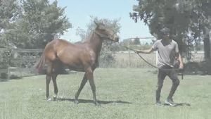  ENNY BLUES (LUTHIER BLUES -  ENNY)