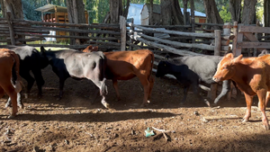  31 Vaquilla Engorda en Coyhaique, XI Región Aysén