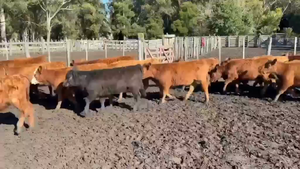  63 Terneras