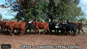  21 Vaquillonas 1 a 2 años en Soriano