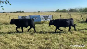  60 Terneros