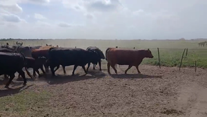  36 Vacas nuevas, medio diente y usada al cte