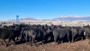  50 Novillo Engorda en Coyhaique, XI Región Aysén