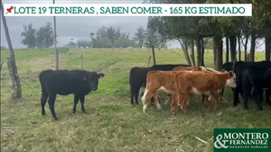 19 Terneras