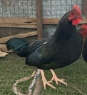  Gallo