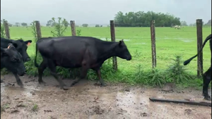  PIEZAS DE CRIA