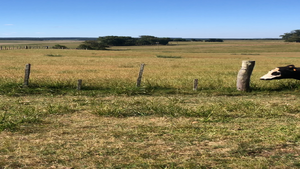  9 Novillos 1 a 2 años