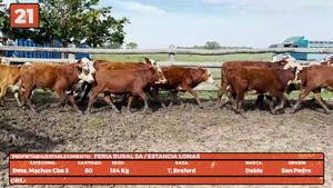  LOTE 21